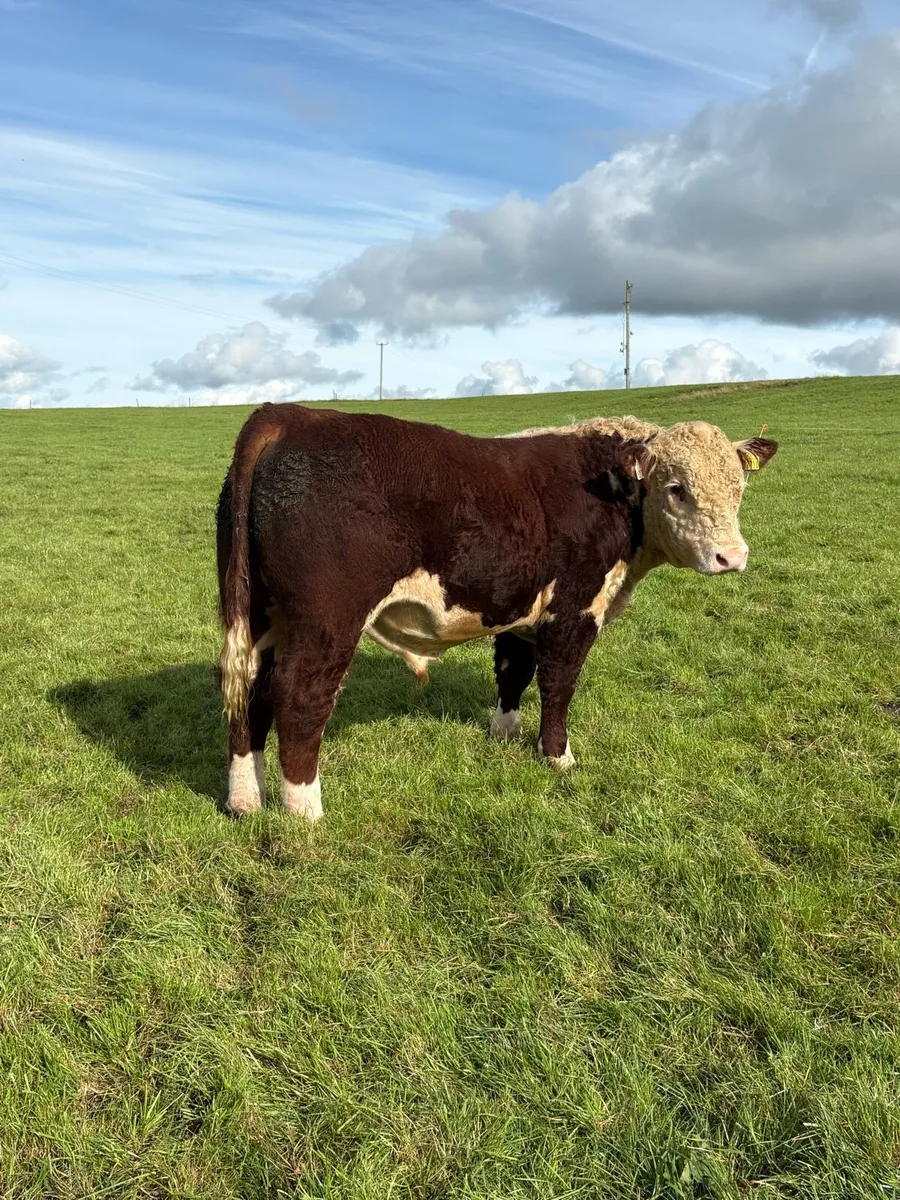 Pedigree Polled bulls - Image 1