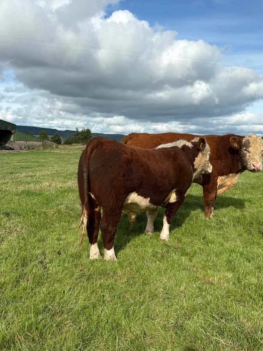 Pedigree Polled bulls - Image 4