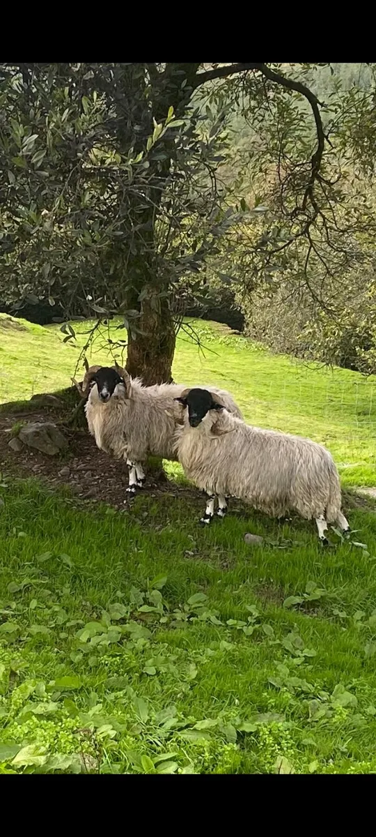 Scotch hoggets - Image 3