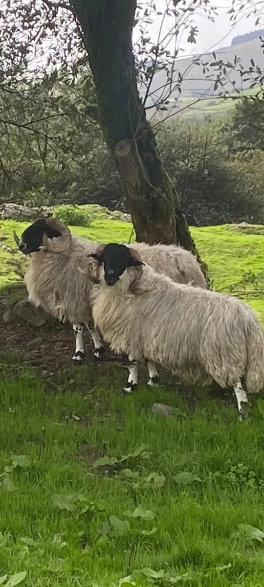 Scotch hoggets - Image 4