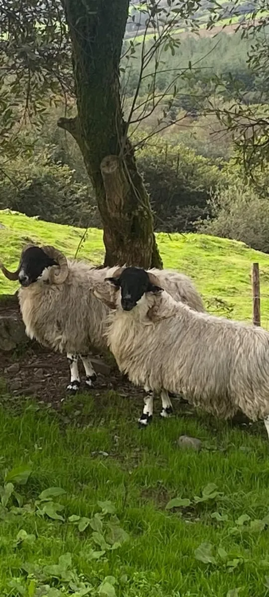 Scotch hoggets - Image 1