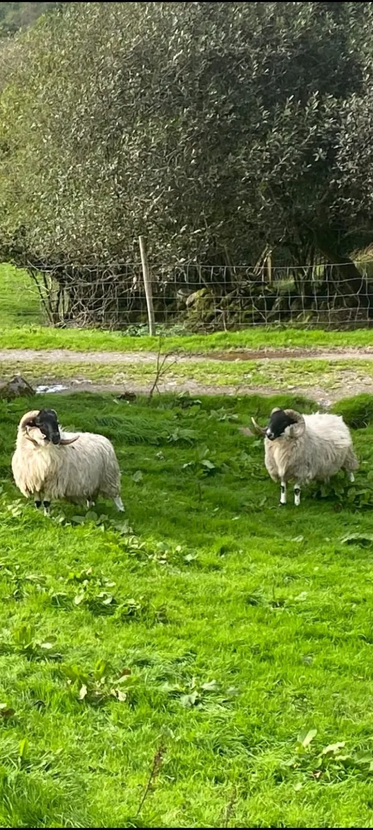 Scotch hoggets - Image 2