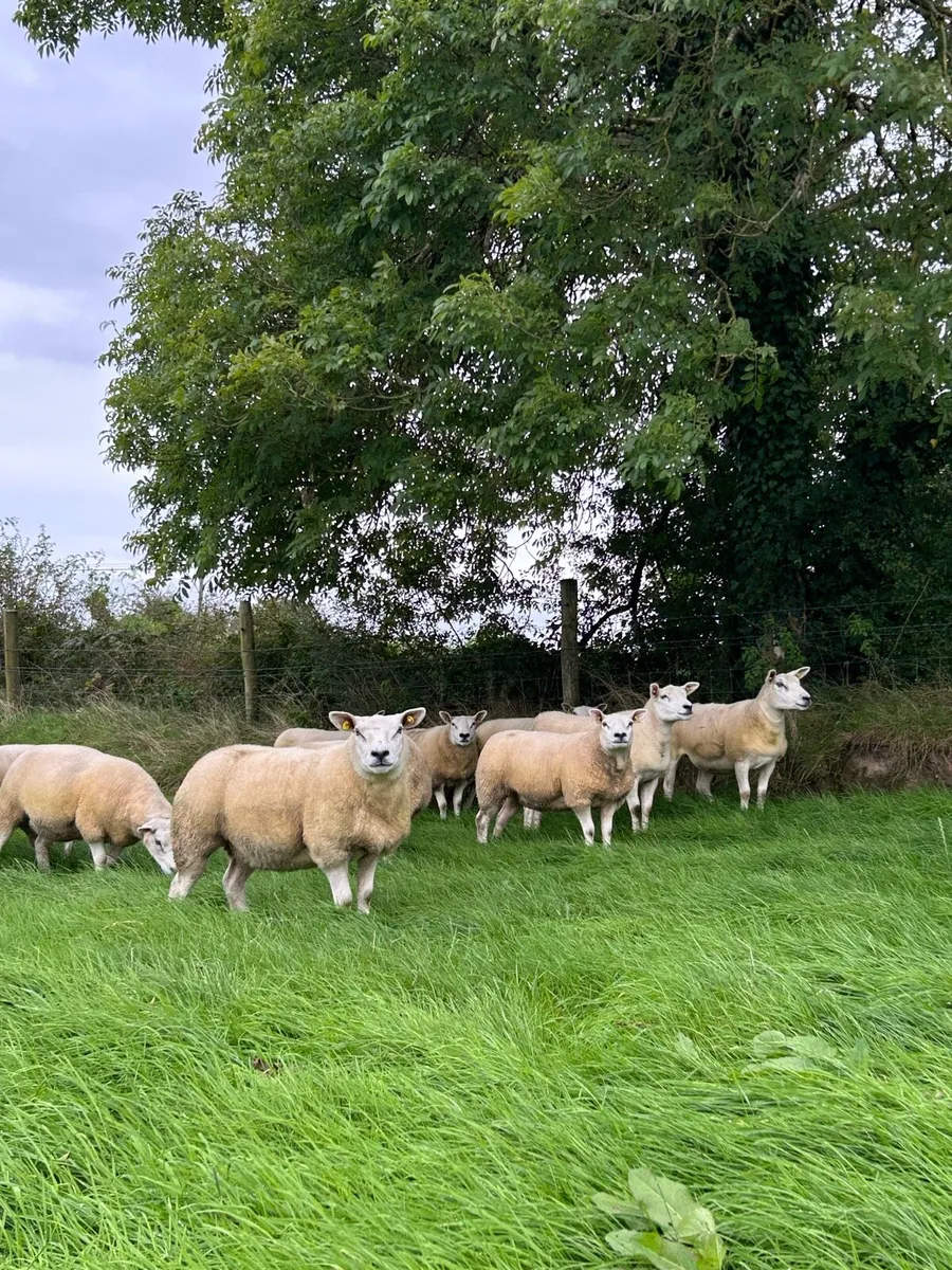 Show quality Texel hoggets - Image 1