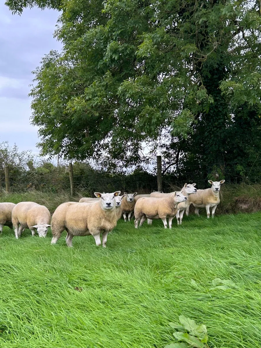 Show quality Texel hoggets - Image 3