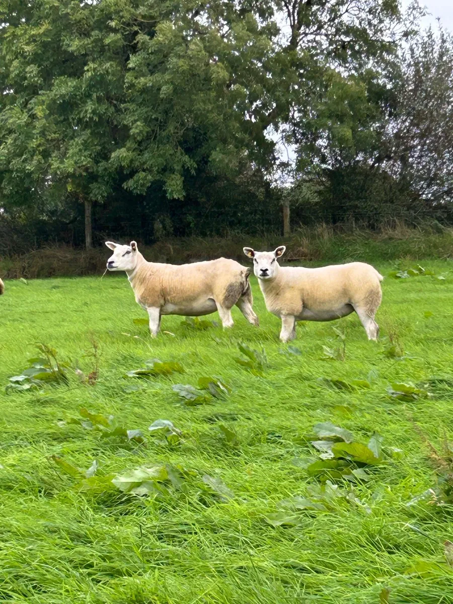 Show quality Texel hoggets - Image 2