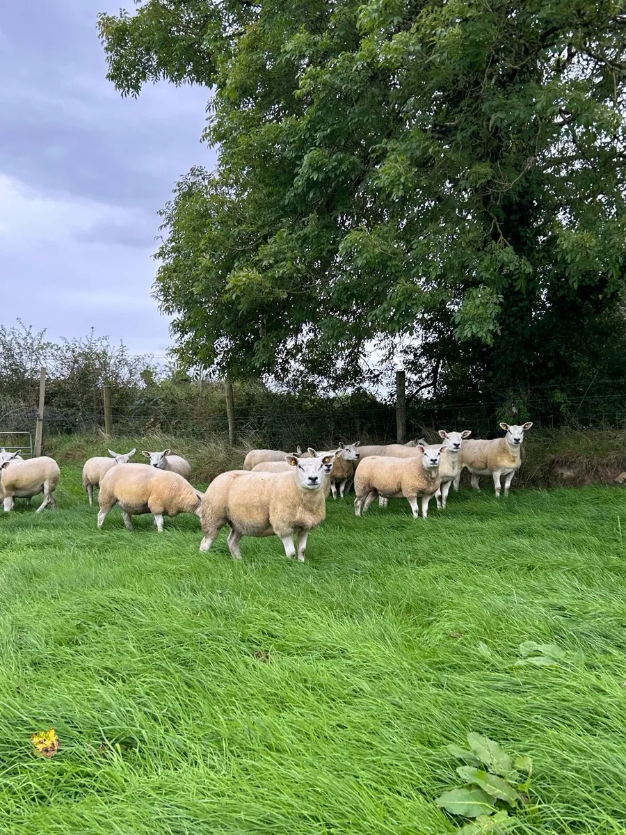 Show quality Texel hoggets - Image 4