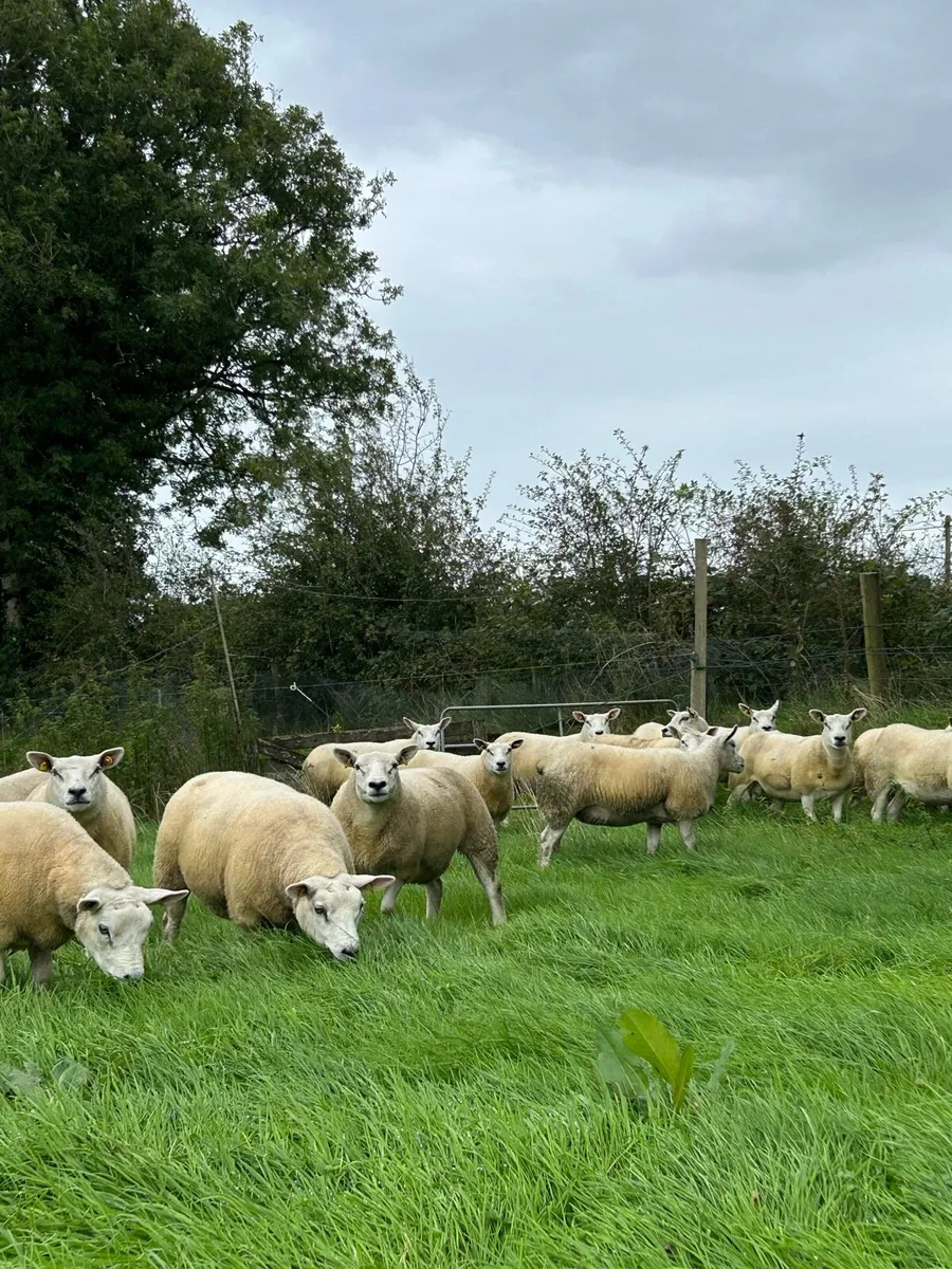 Top quality Texel hoggets - Image 1