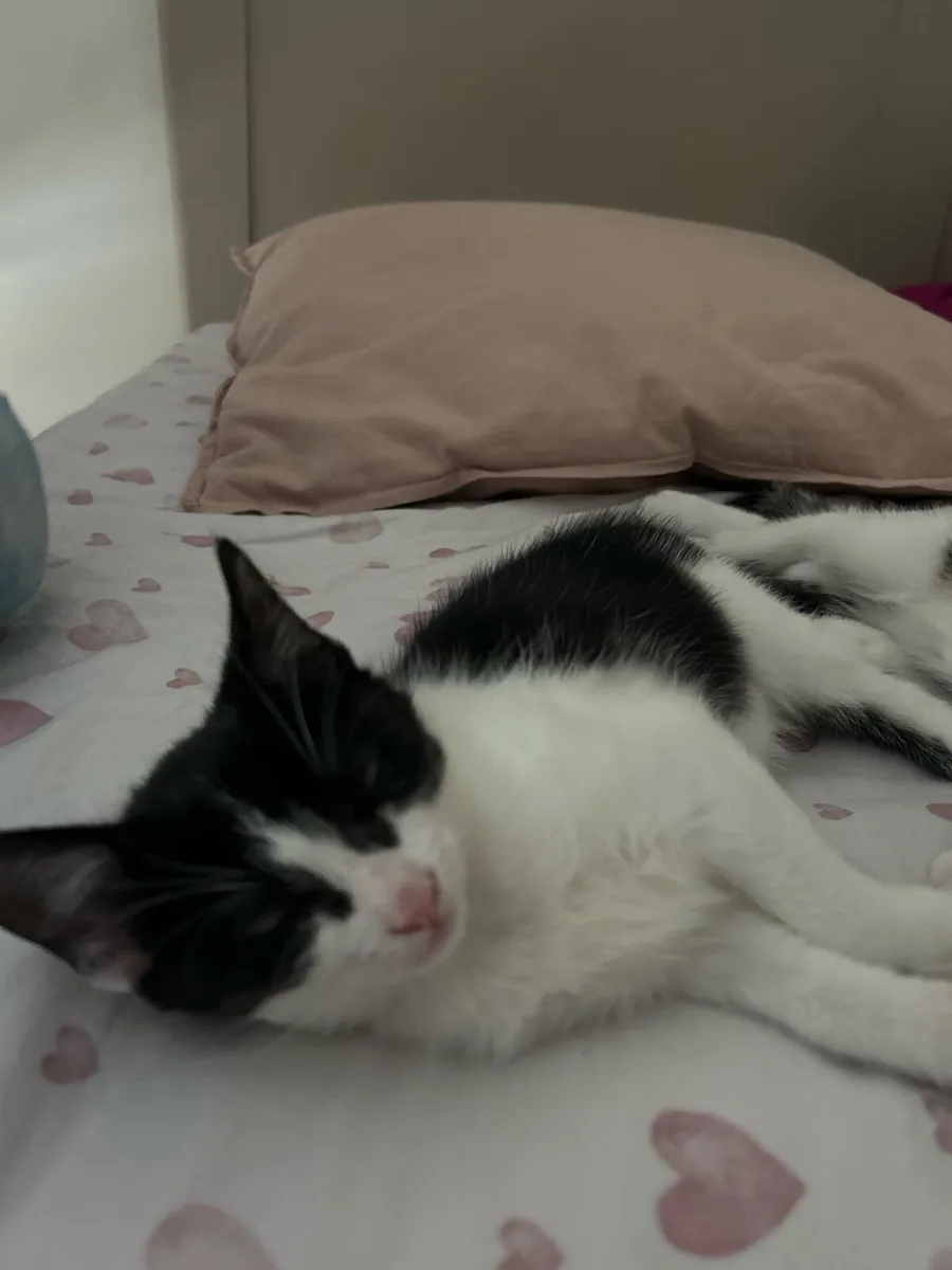 Adorable male kitten for sale - Image 4