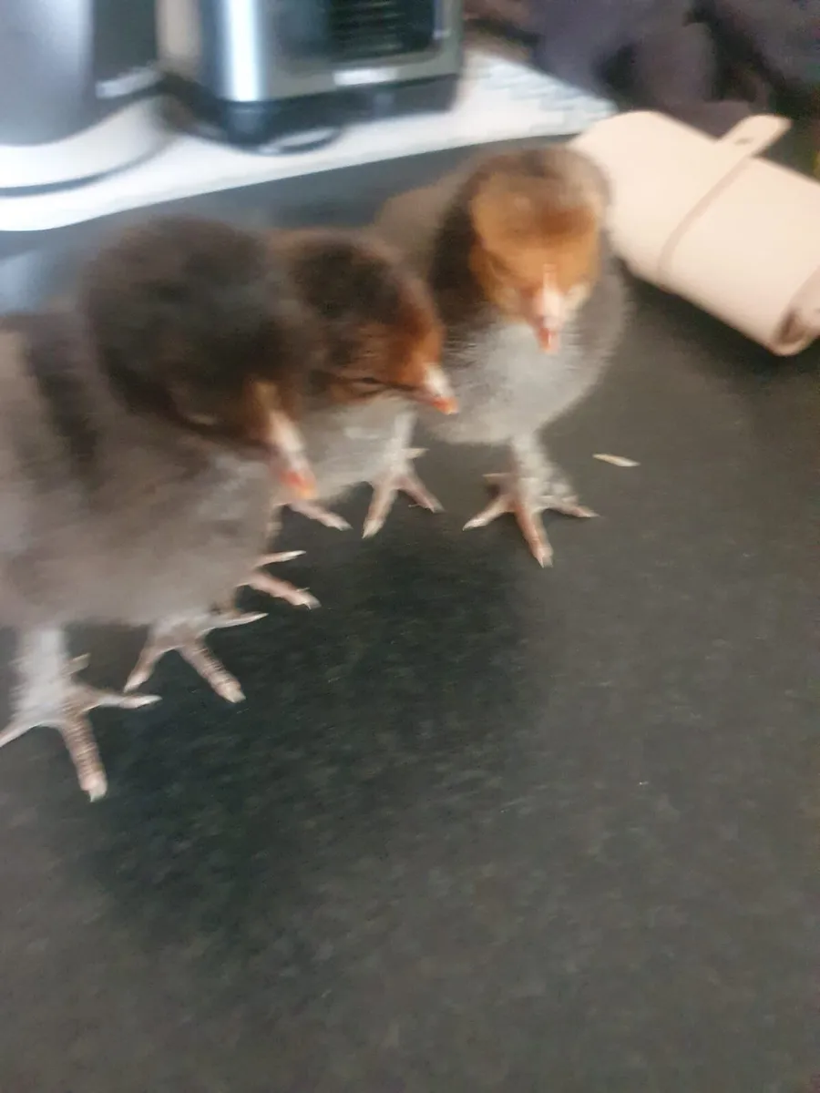 1 week old chicks black copper maran - Image 1