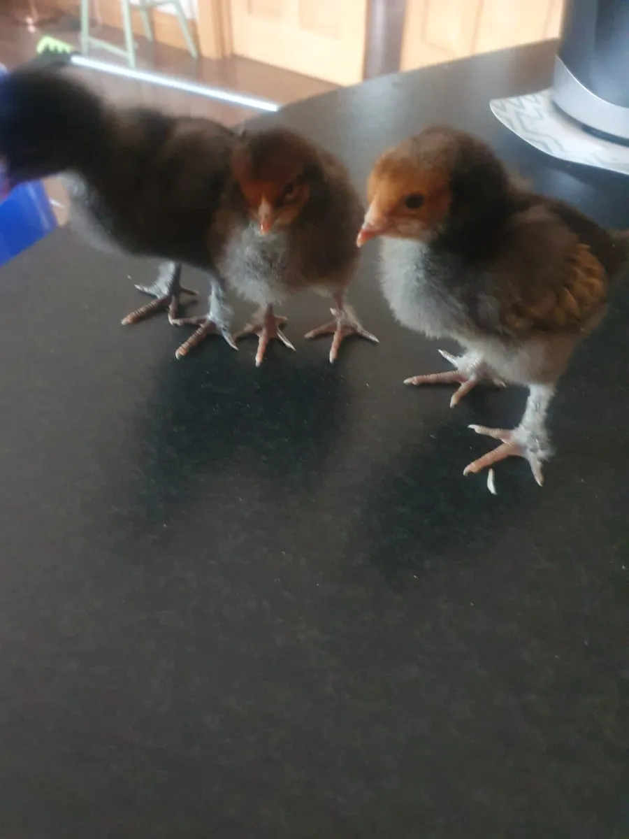 1 week old chicks black copper maran - Image 2