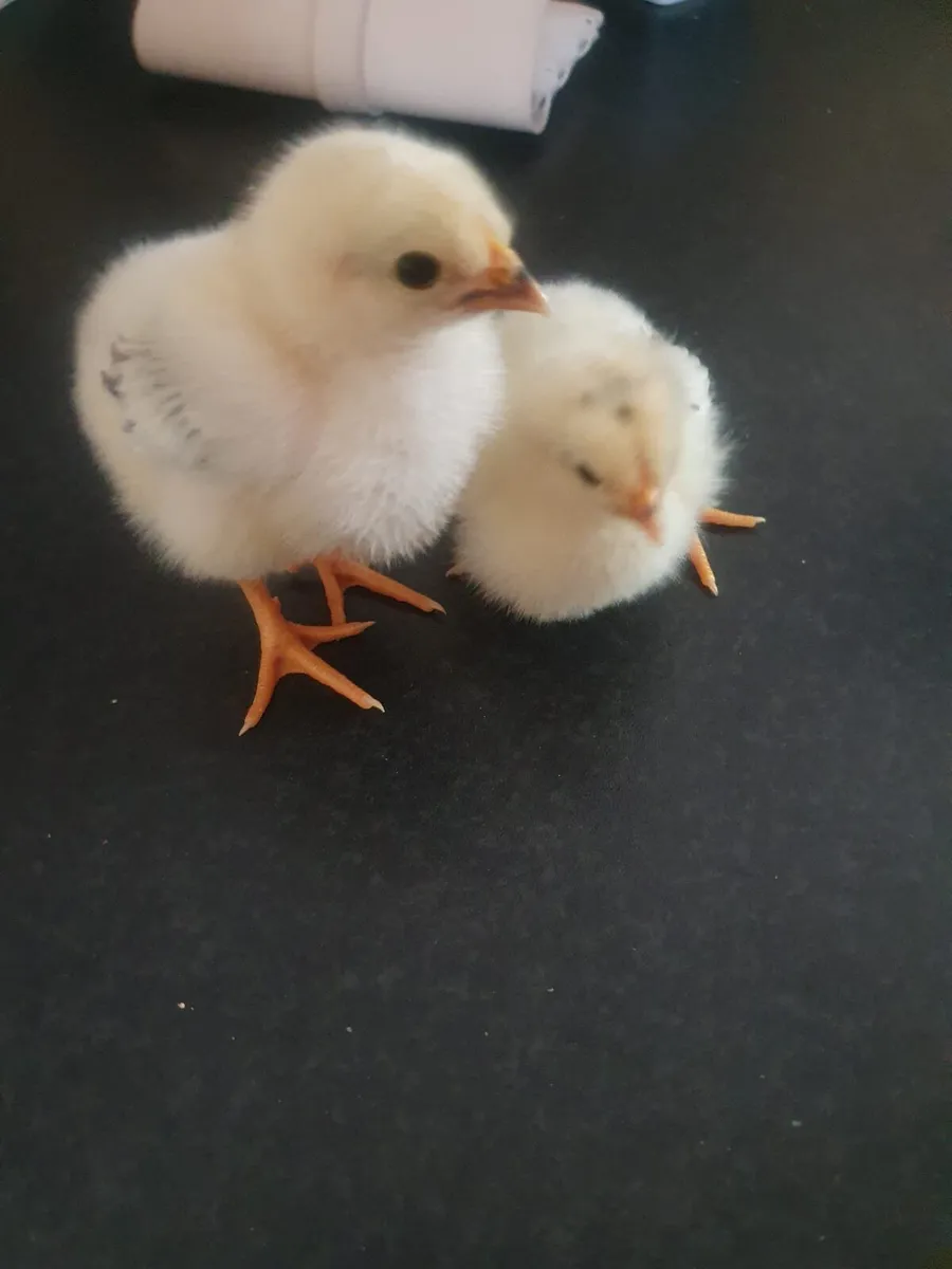 1 week old chicks black copper maran - Image 3