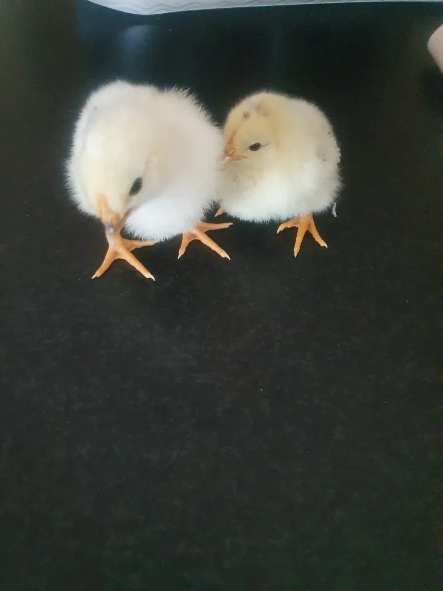 1 week old chicks black copper maran - Image 4