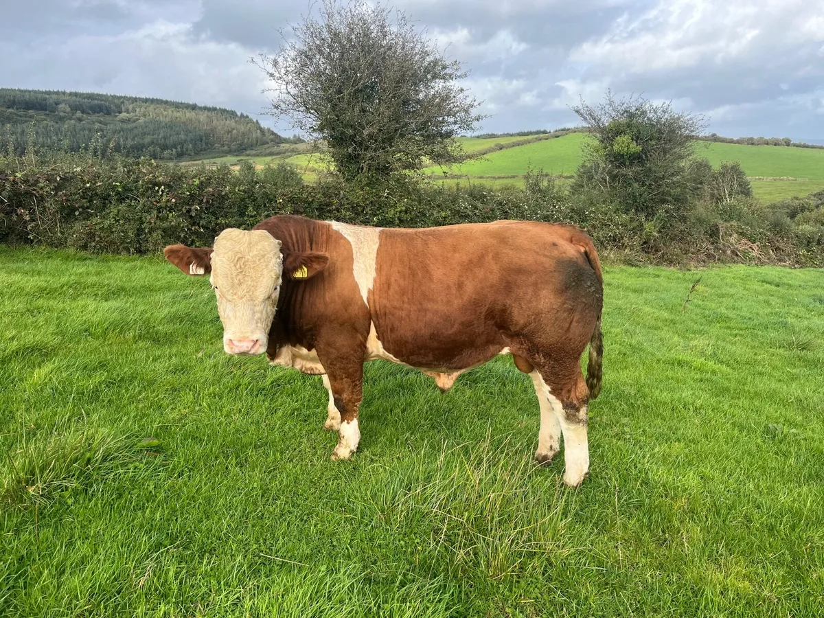 2 x PBR Simmental Bulls - Image 2