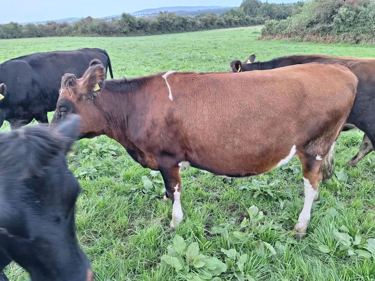 Incalf crossbred dairy heifers - Image 3