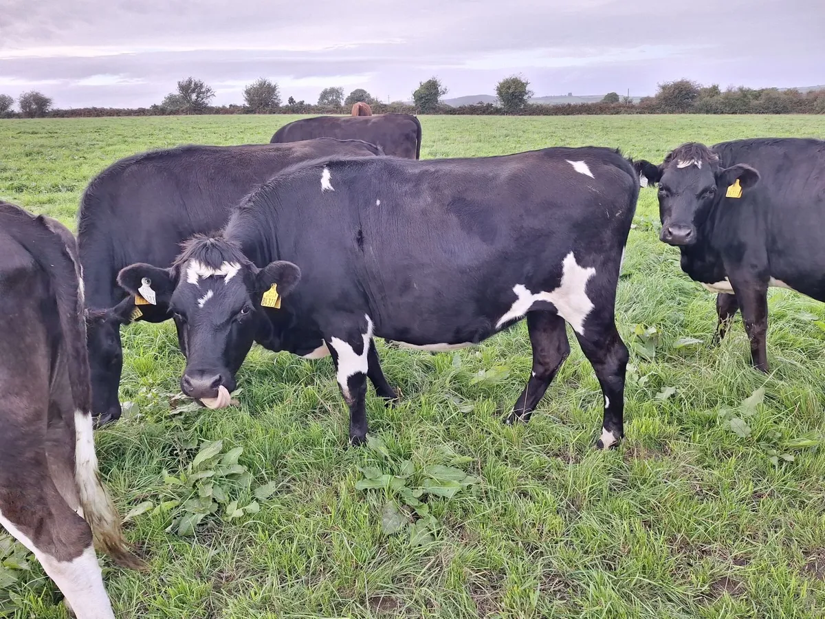Incalf crossbred dairy heifers - Image 4