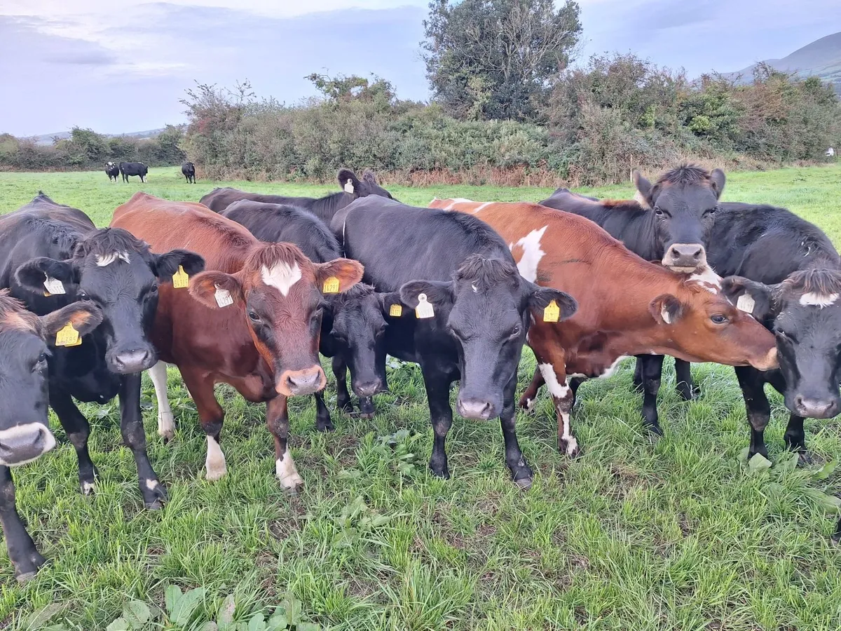 Incalf crossbred dairy heifers - Image 2