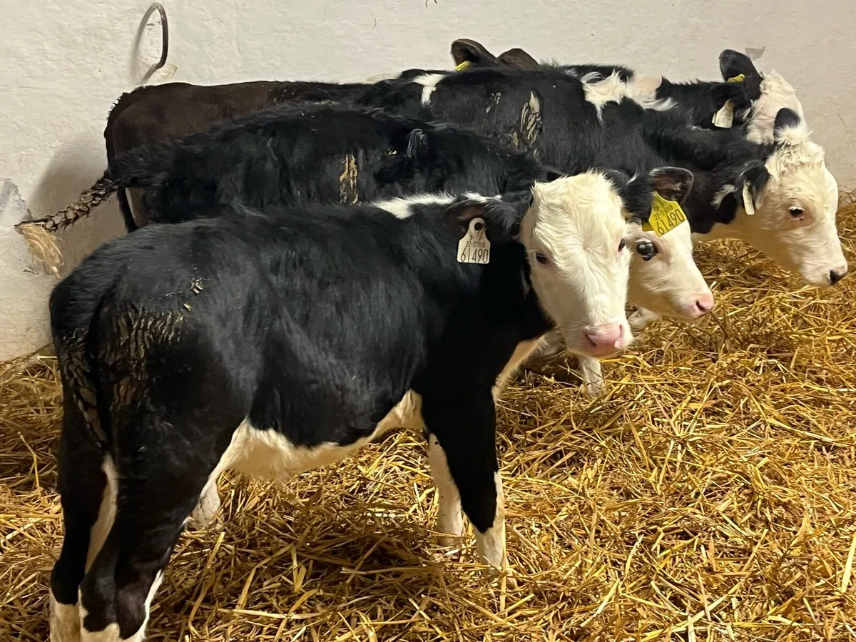 STRONG REARED CALVES - Image 4