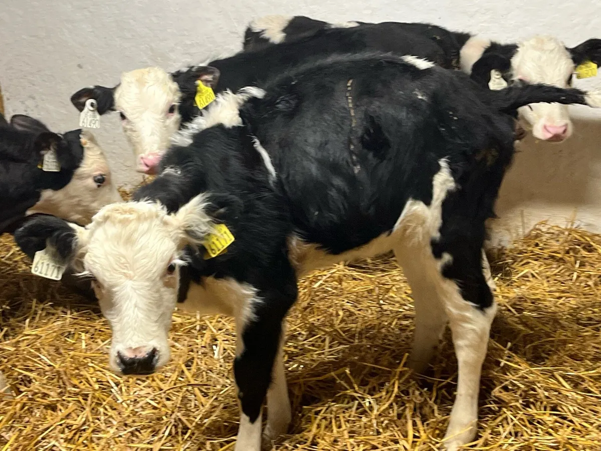 STRONG REARED CALVES - Image 1