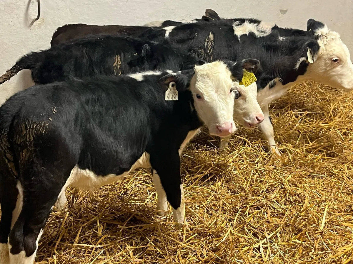 STRONG REARED CALVES - Image 2