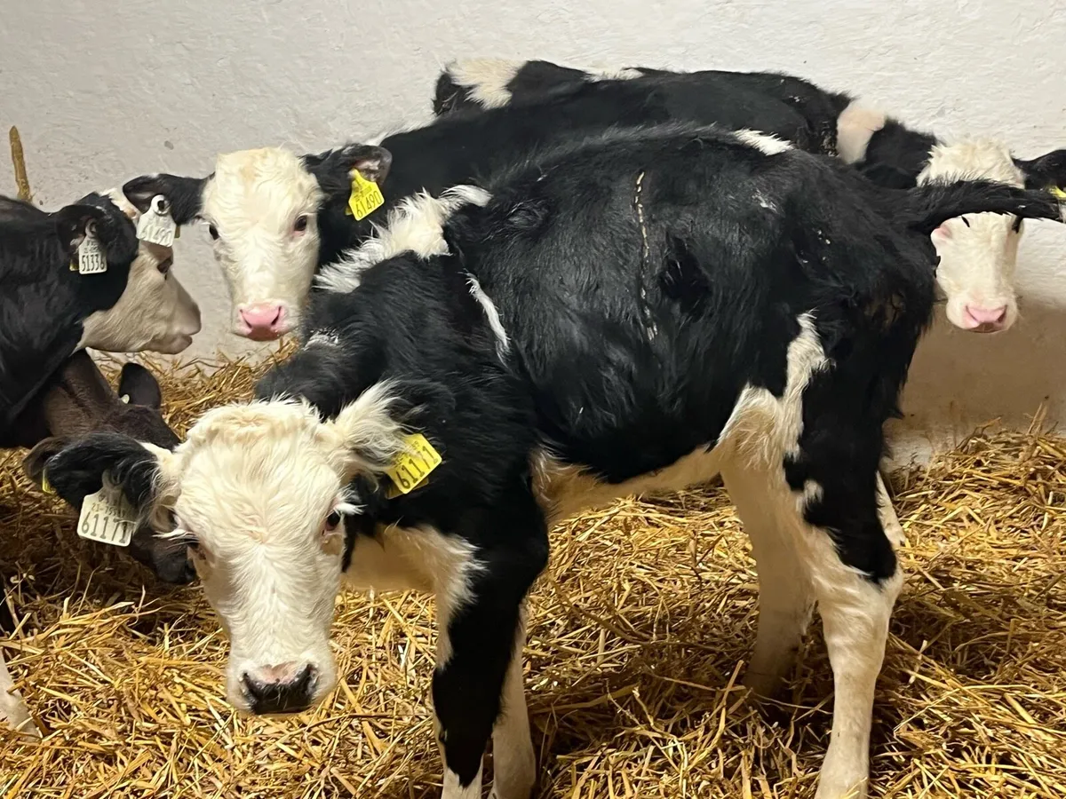 STRONG REARED CALVES - Image 3