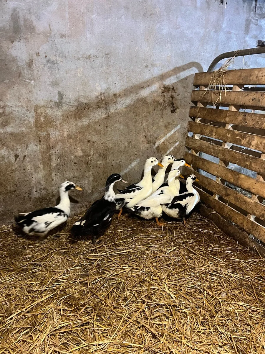 Pure bred Ducks - Image 1