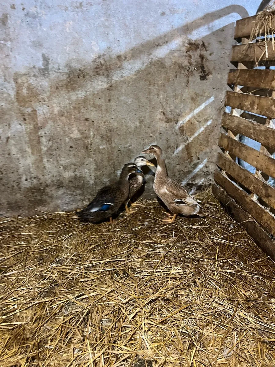 Pure bred Ducks - Image 2