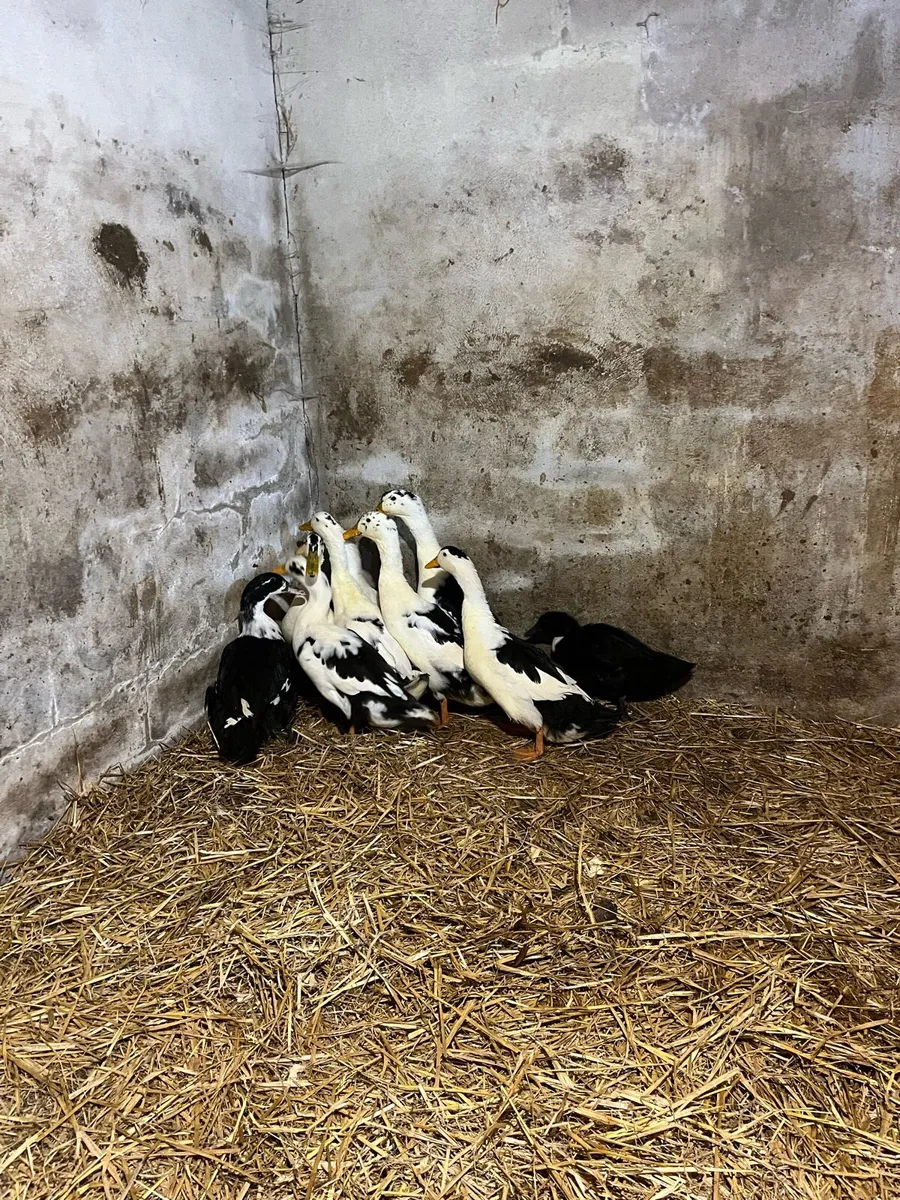 Pure bred Ducks - Image 3