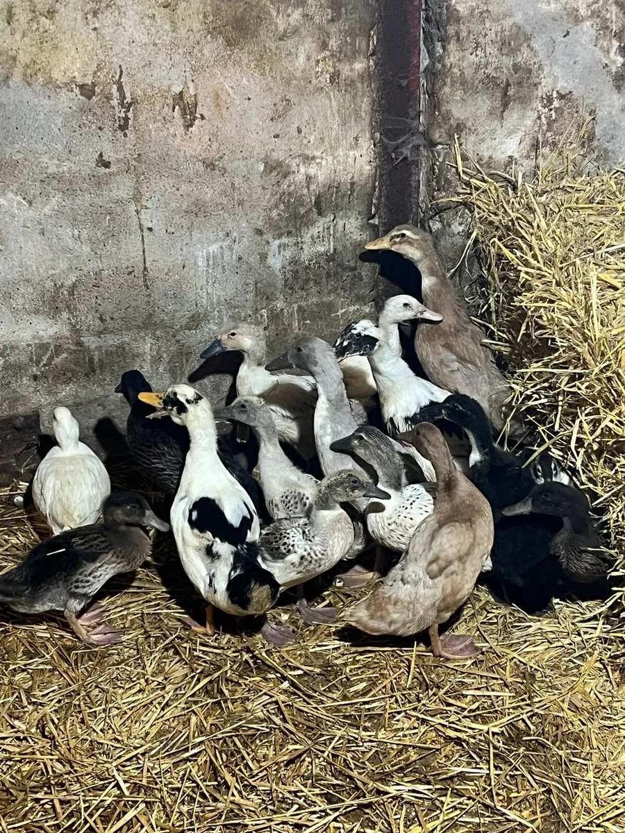 Pure bred Ducks - Image 4