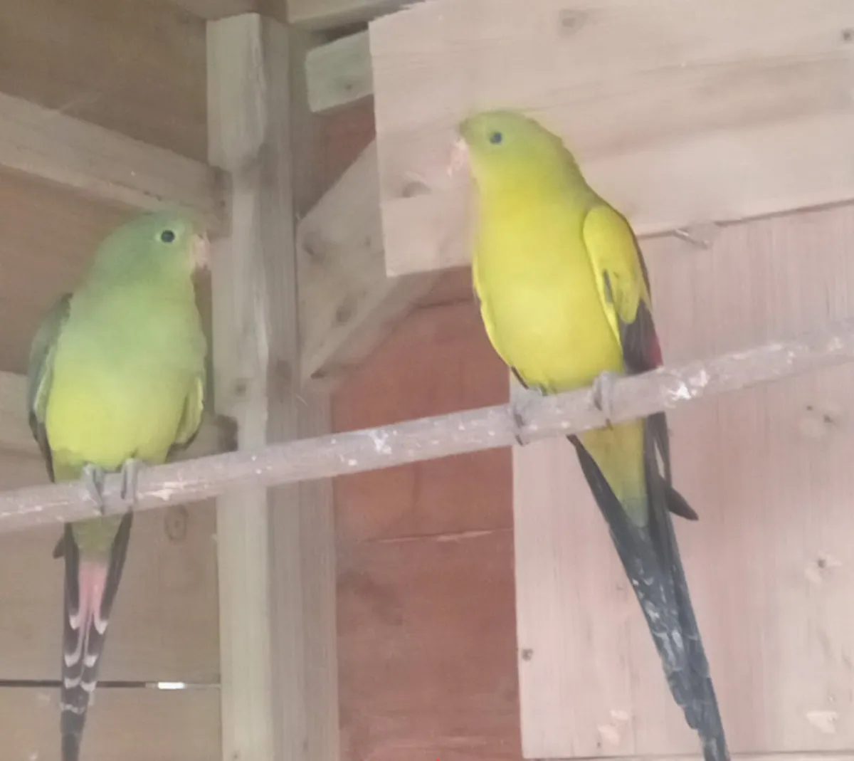 Birds , Birds & More Birds - Image 1