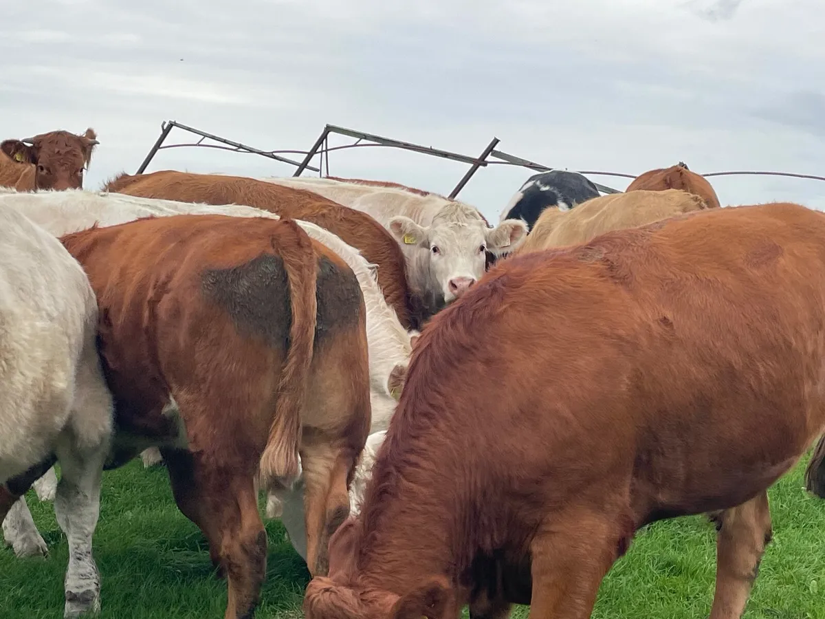 15 super 470 kg store bullocks - Image 4