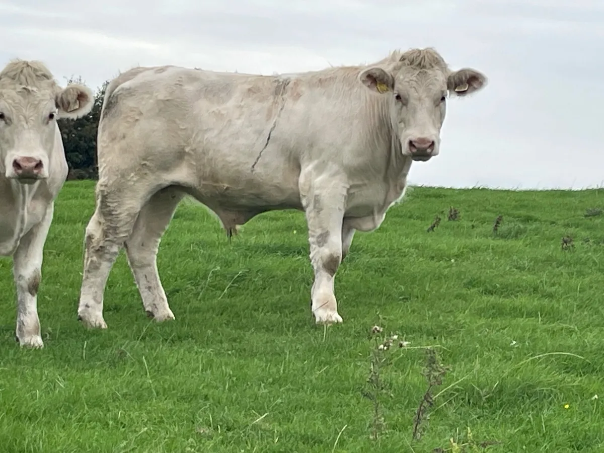 15 super 470 kg store bullocks - Image 3