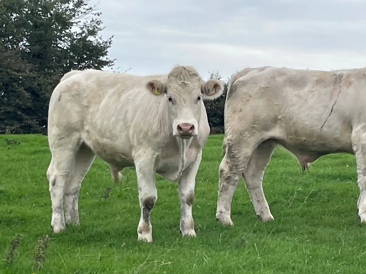 15 super 470 kg store bullocks - Image 2