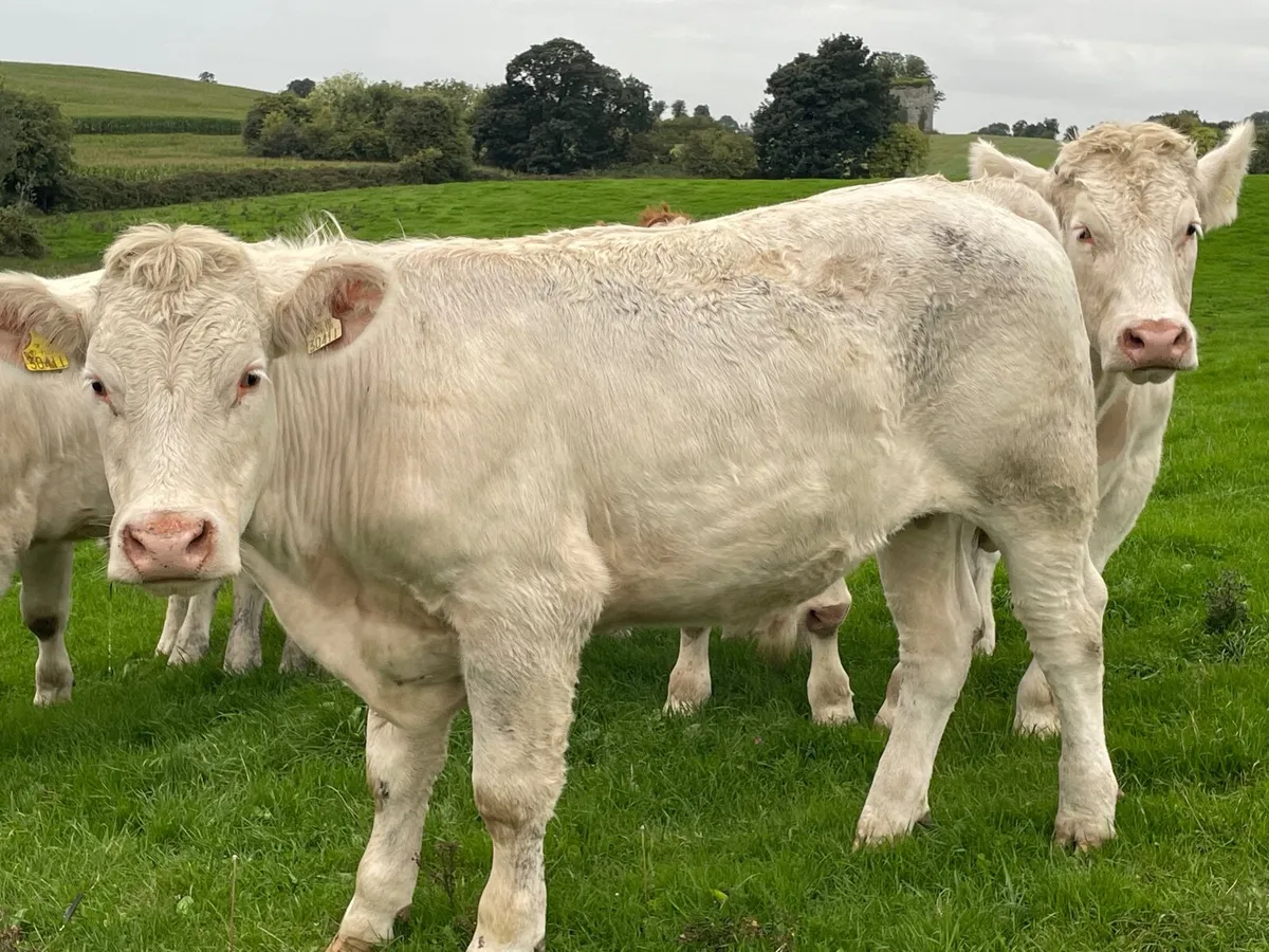 15 super 470 kg store bullocks - Image 1