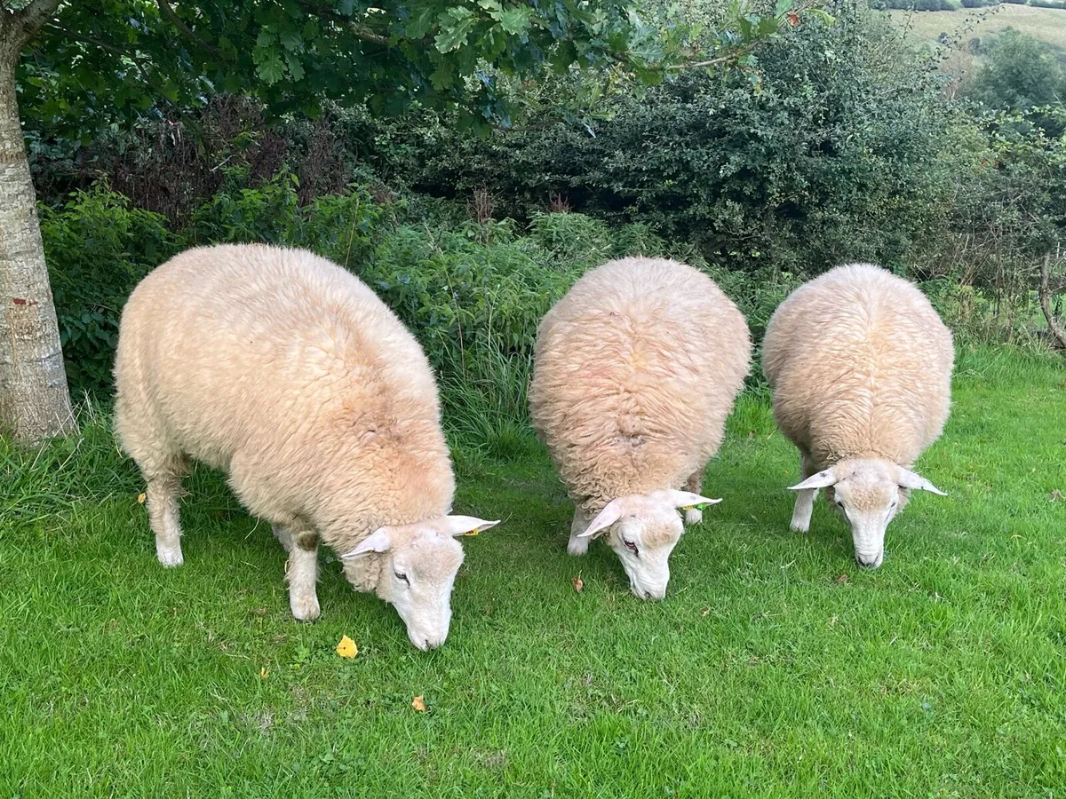 Pedigree Galway Ram Lambs - Image 2