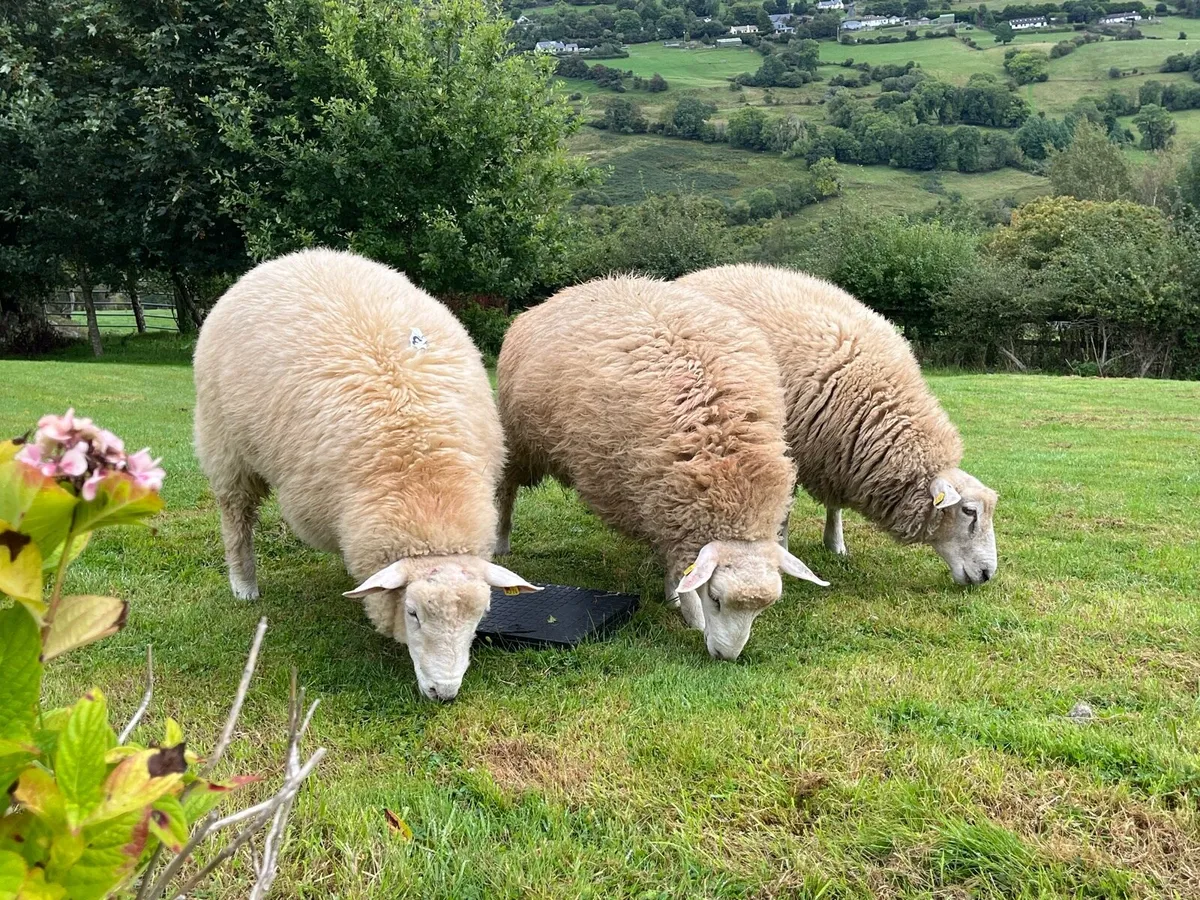 Pedigree Galway Ram Lambs - Image 3
