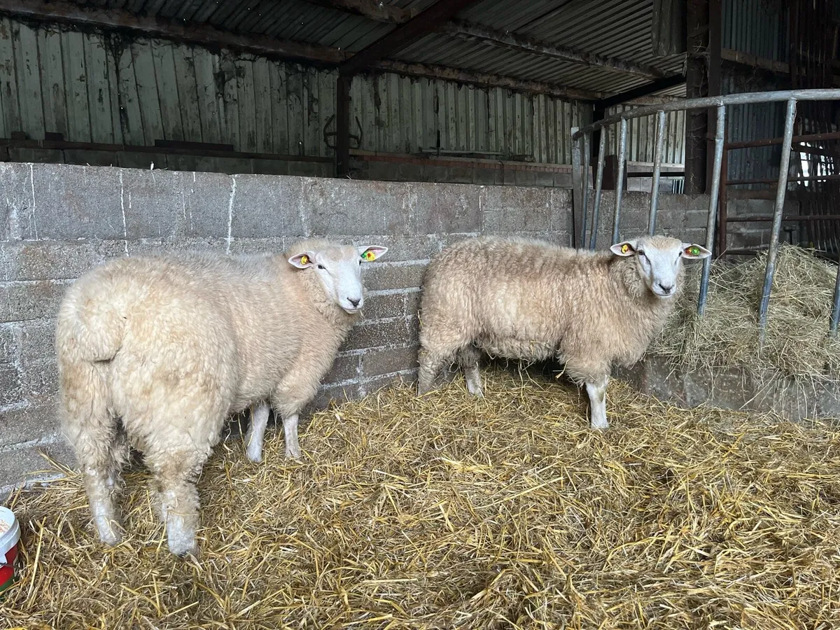 Pedigree Galway Ram Lambs - Image 4