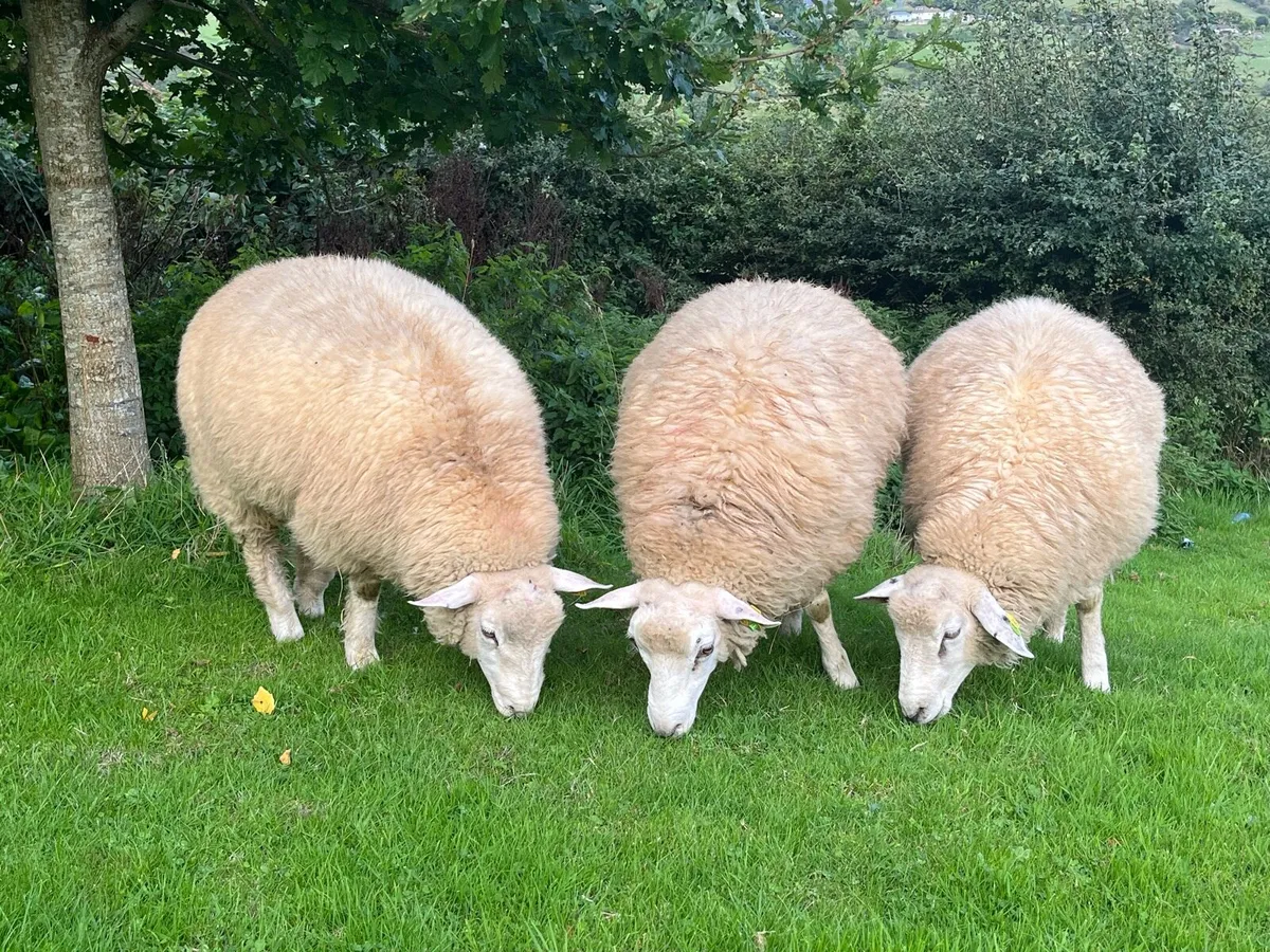 Pedigree Galway Ram Lambs - Image 1