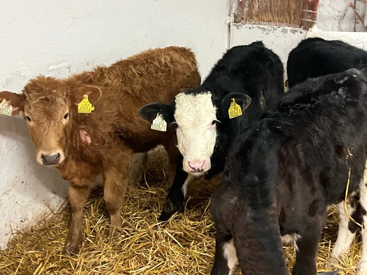 REAL STRONG HEIFER RUNNERS - Image 2