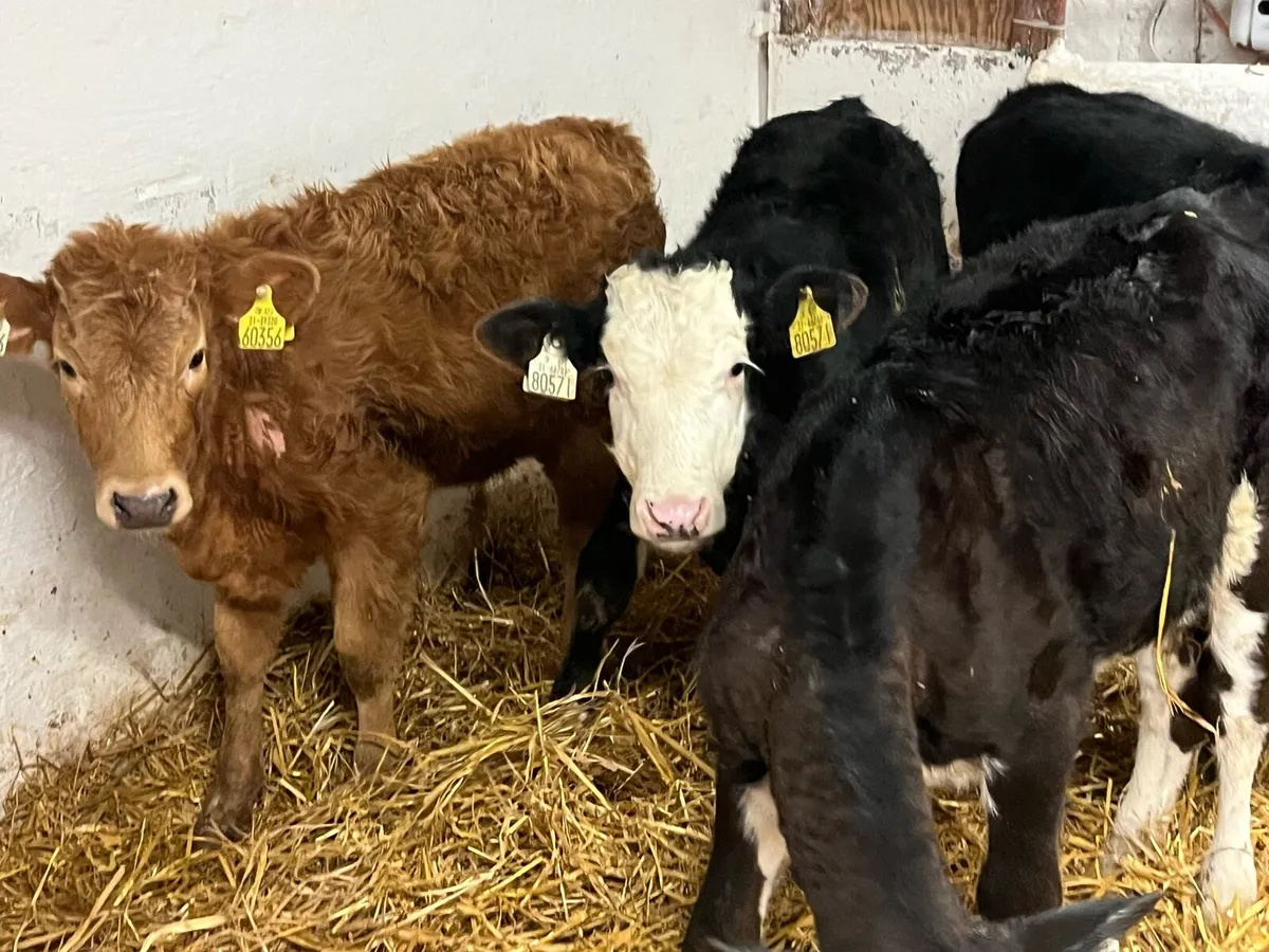 REAL STRONG HEIFER RUNNERS - Image 4