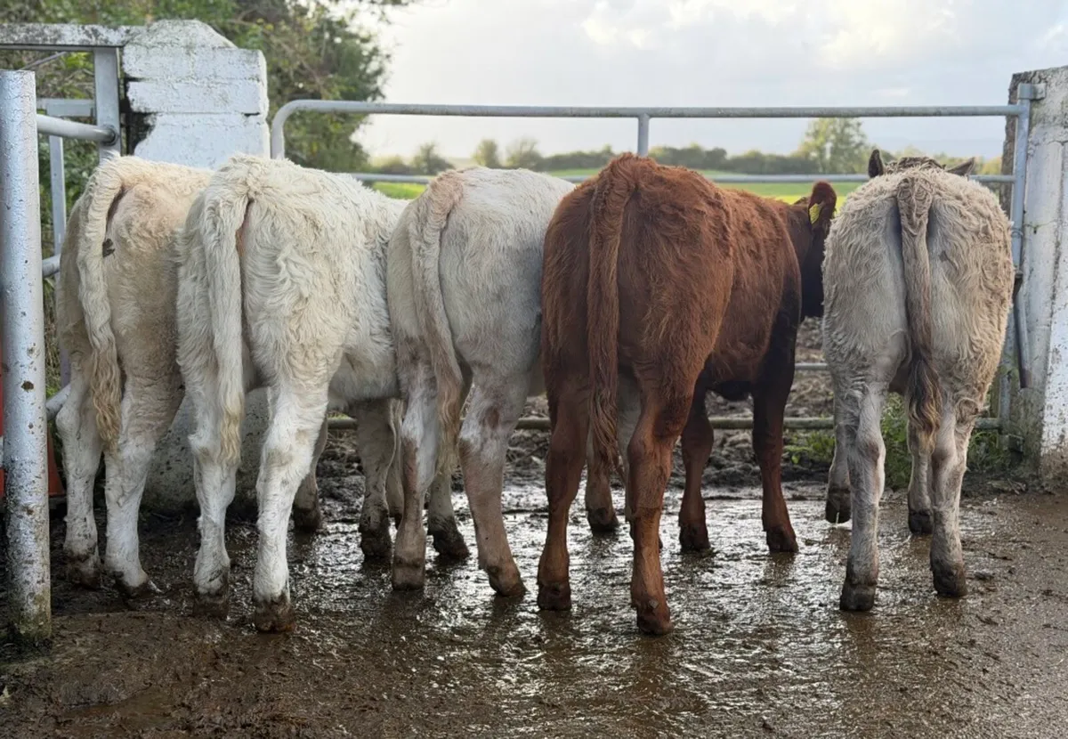 ⭐️5 Super Charlois/Limousine heifer weanlings⭐️ - Image 1