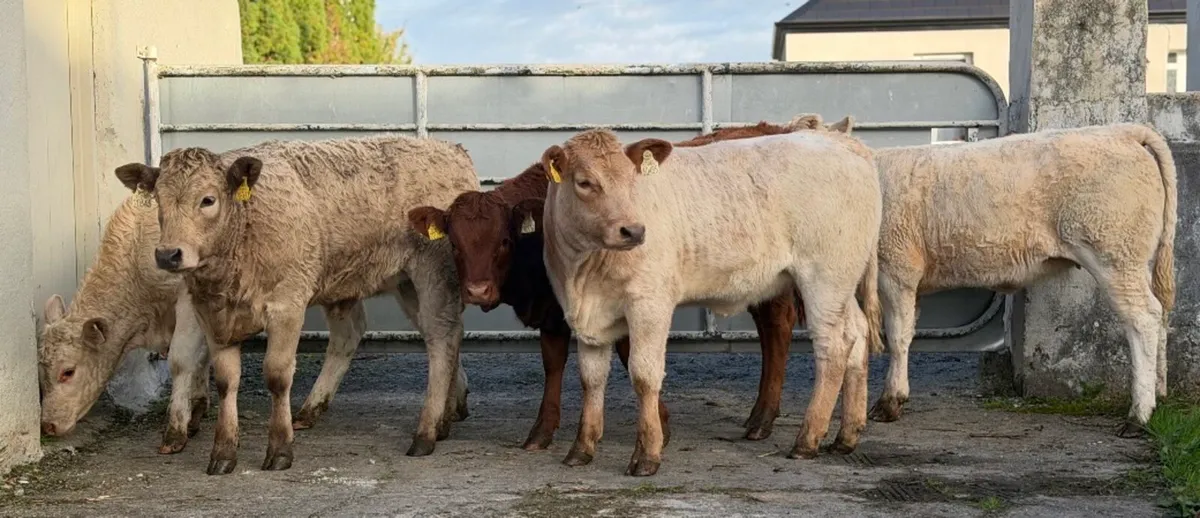⭐️5 Super Charlois/Limousine heifer weanlings⭐️ - Image 2