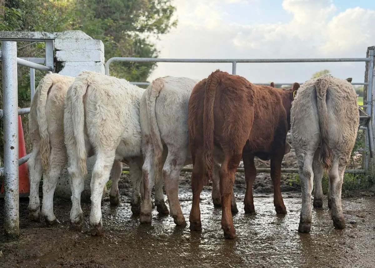 ⭐️5 Super Charlois/Limousine heifer weanlings⭐️ - Image 3