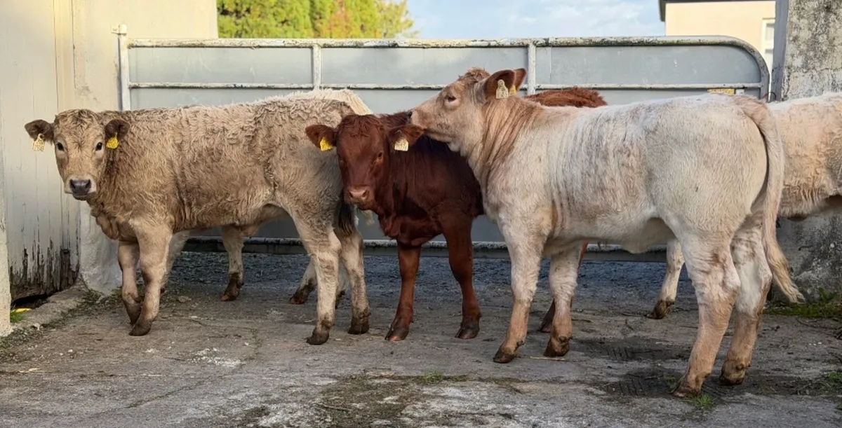 ⭐️5 Super Charlois/Limousine heifer weanlings⭐️ - Image 4
