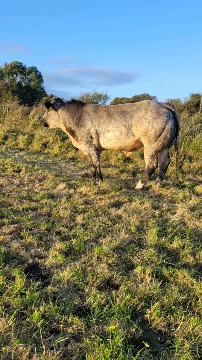 Hybrid bull - Image 4