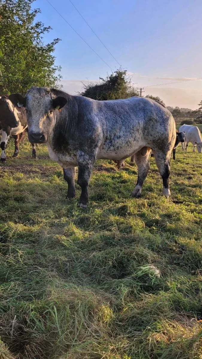 Hybrid bull - Image 1