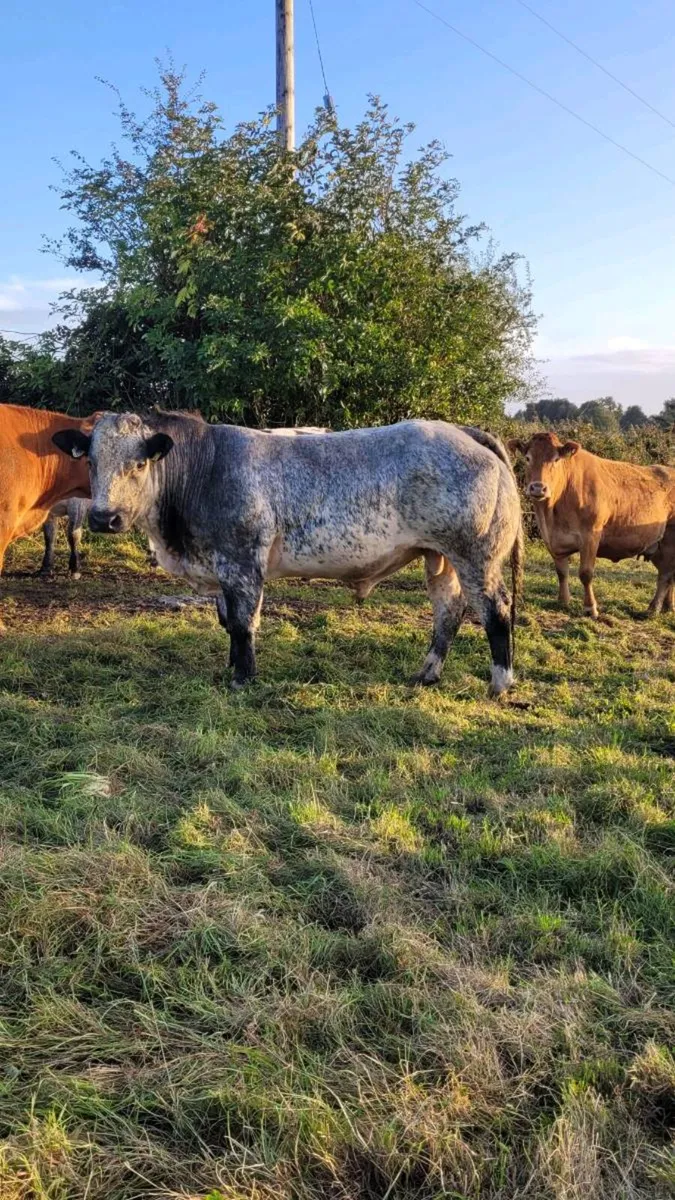 Hybrid bull - Image 2