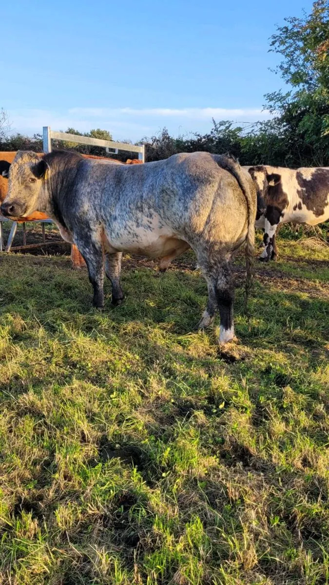 Hybrid bull - Image 3