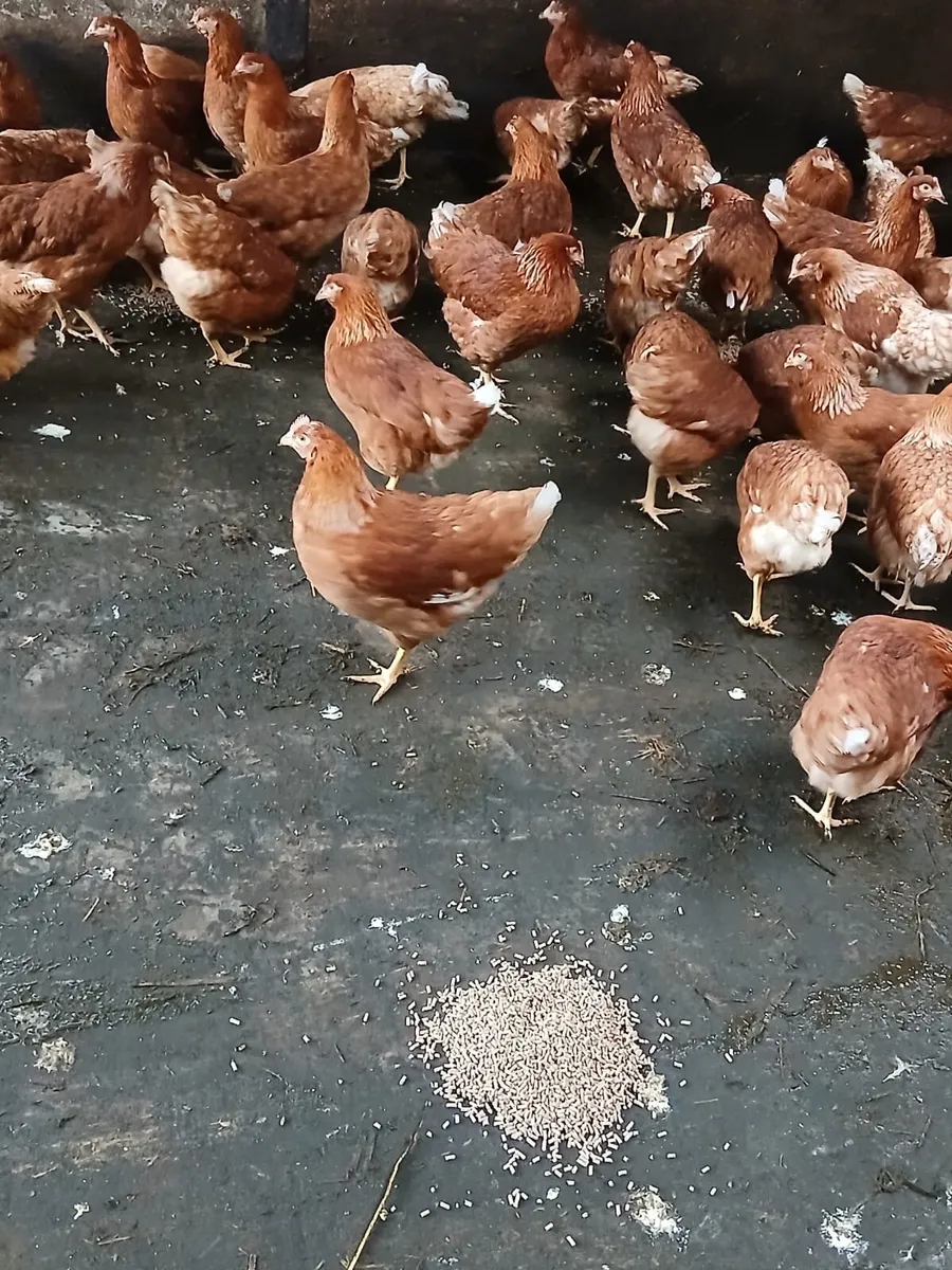 Brown pullets 18/19 weeks - Image 1