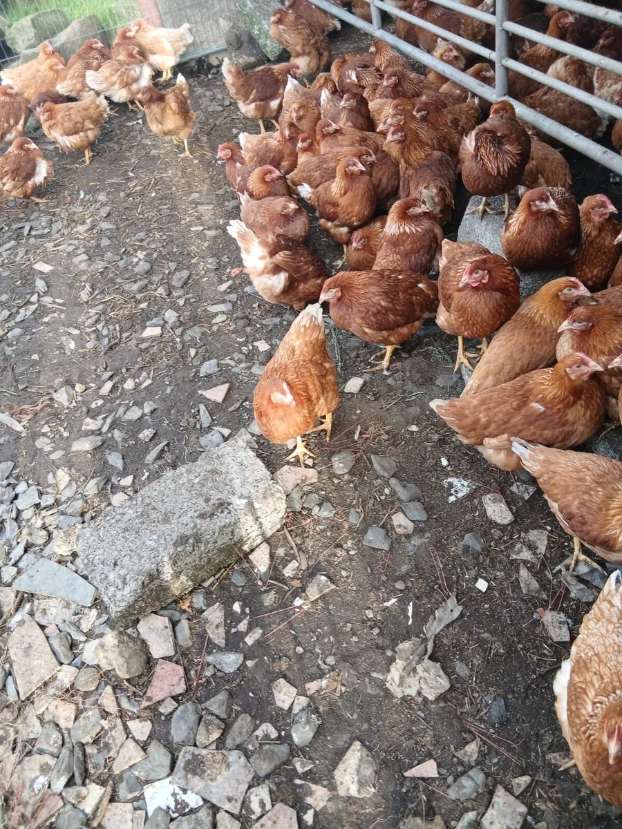 Brown pullets 18/19 weeks - Image 2