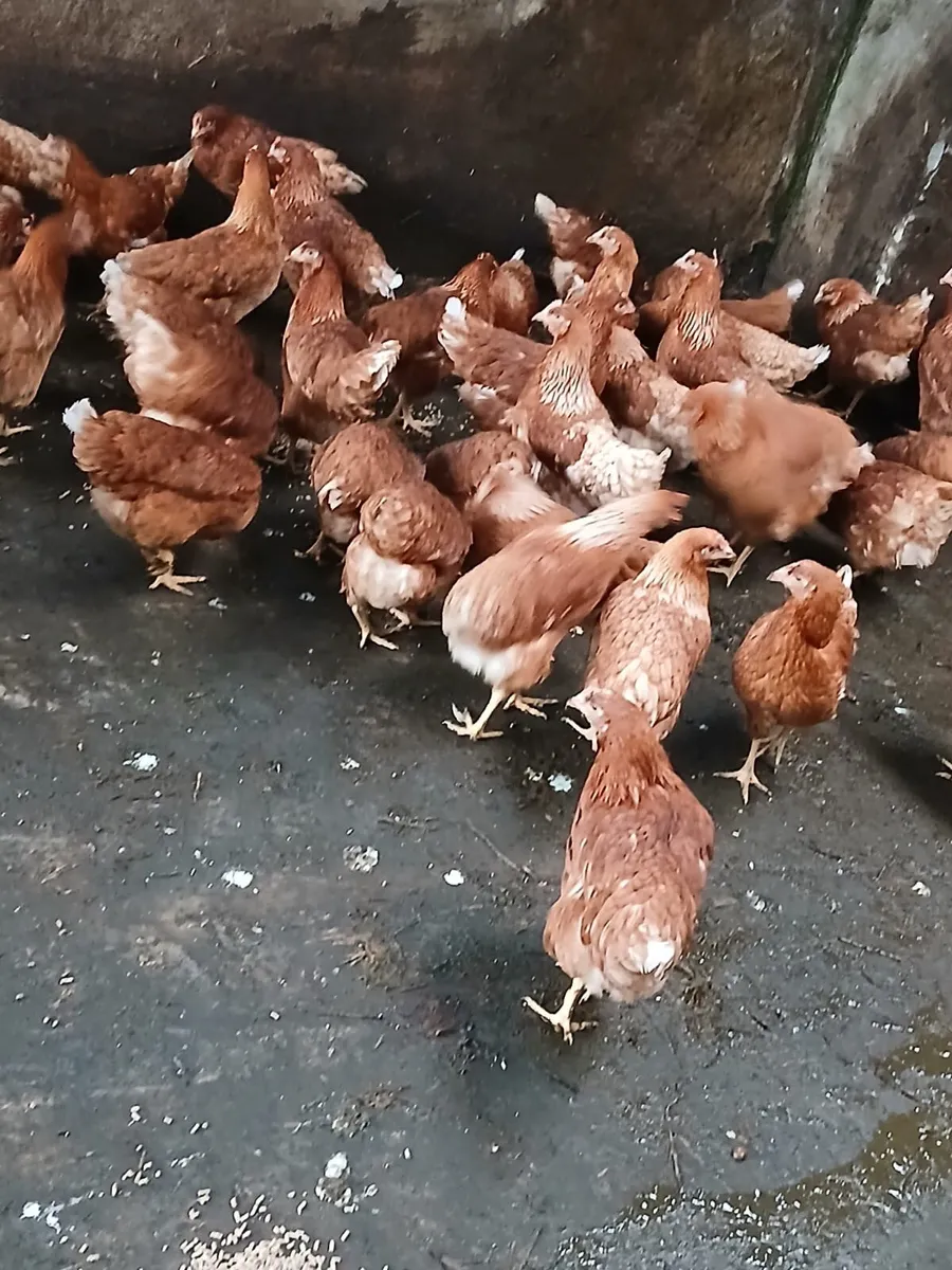 Brown pullets 18/19 weeks - Image 3